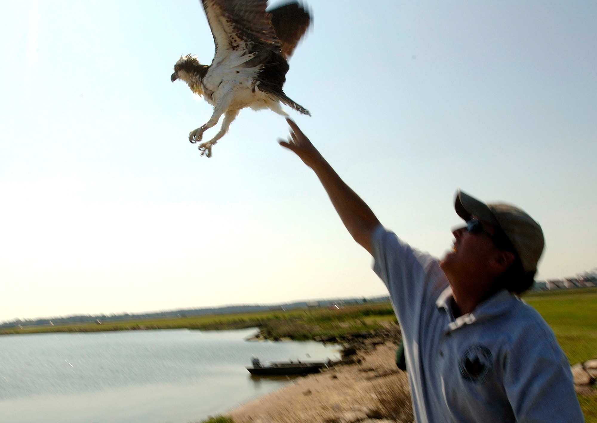 Brian Dorr of the U.S. Department of Agriculture releases an osprey after it was trapped and fitted with a tracking devise at Langley Air Force Base, Va., on Wednesday, May 17, 2006. The department is collecting, tagging and tracking the birds to reduce conflicts with base aircraft. (U.S. Air Force photo/Airman 1st Class Christopher L. Ingersoll) 
