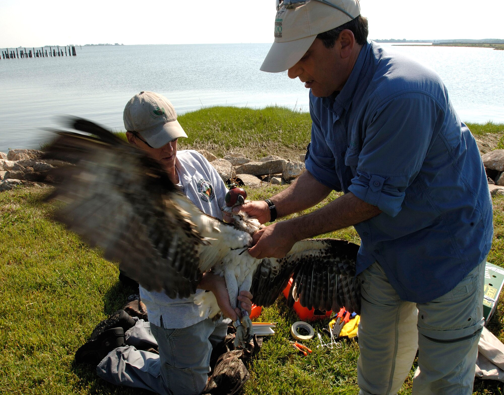 Brian Dorr of the U.S. Department of Agriculture holds an osprey as Mark Martell of the Minnesota Audubon Society fits it with a tracking device at Langley Air Force Base, Va., on Wednesday, May 17, 2006. The department is collecting, tagging and tracking the birds to reduce conflicts with base aircraft. (U.S. Air Force photo/Airman 1st Class Christopher L. Ingersoll) 

