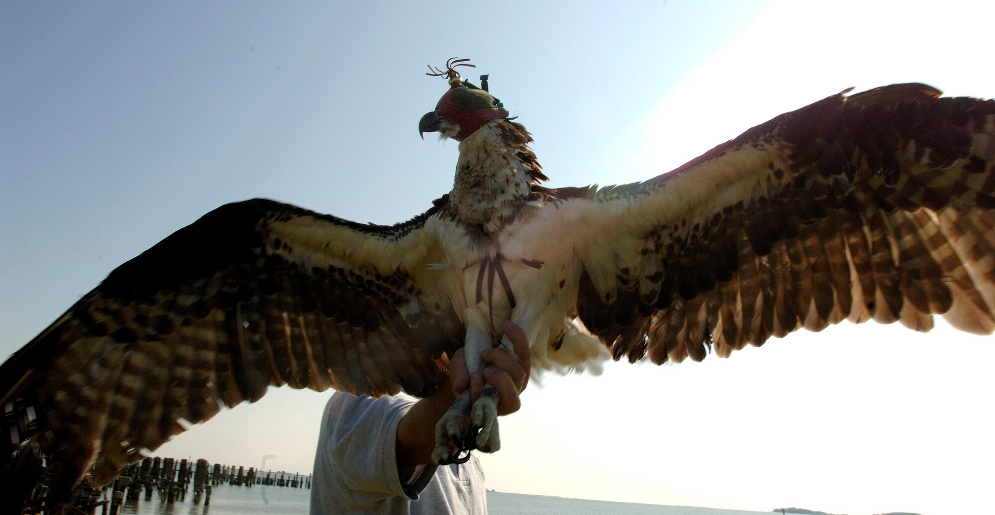 Brian Dorr of the U.S. Department of Agriculture shows the wing span of an osprey at Langley Air Force Base, Va., on Wednesday, May 17, 2006. The department is collecting, tagging and tracking the birds to reduce conflicts with base aircraft. (U.S. Air Force photo/Airman 1st Class Christopher L. Ingersoll) 

