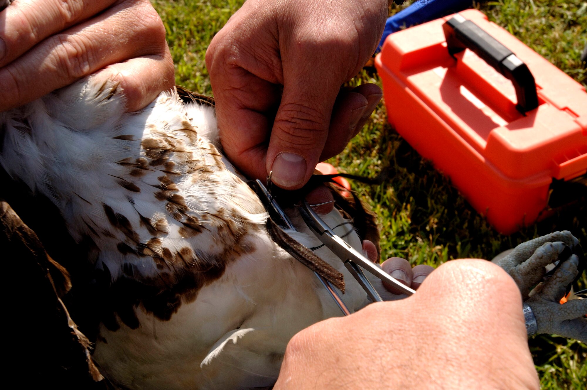 Brian Dorr of the U.S. Department of Agriculture holds an osprey as Mark Martell of the Minnesota Audubon Society fits it with a tracking device at Langley Air Force Base, Va., on Wednesday, May 17, 2006. The department is collecting, tagging and tracking the birds to reduce conflicts with base aircraft. (U.S. Air Force photo/Airman 1st Class Christopher L. Ingersoll) 

