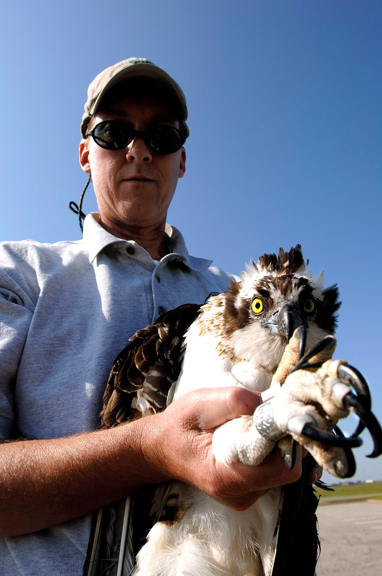 Brian Dorr of the U.S. Department of Agriculture shows the "deadly end" of an osprey at Langley Air Force Base, Va., on Wednesday, May 17, 2006. The department is collecting, tagging and tracking the birds to reduce conflicts with base aircraft. (U.S. Air Force photo/Airman 1st Class Christopher L. Ingersoll) 


