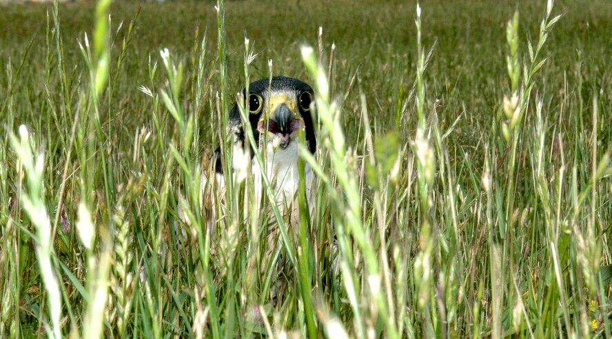Austin takes a rest in the grass after his practice flight. Austin is a perrigrin falcon, which is a local species of falcon. However, all the birds at Travis are captive bred birds. (U.S. Air Force photo by Staff Sgt. Raymond Hoy)
