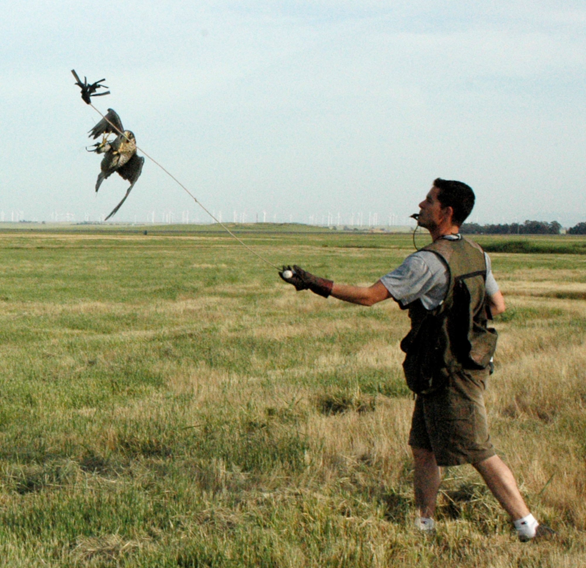 Falcons rely on thermal updrafts of air to keep them aloft at a couple thousand feet. They rely on the ability to swoop down on their prey from above without even being noticed.  The falconers here try to keep their birds below 300 feet. They are more interested in scaring the birds away rather killing them. (U.S. Air Force photo by Staff Sgt. Raymond Hoy)