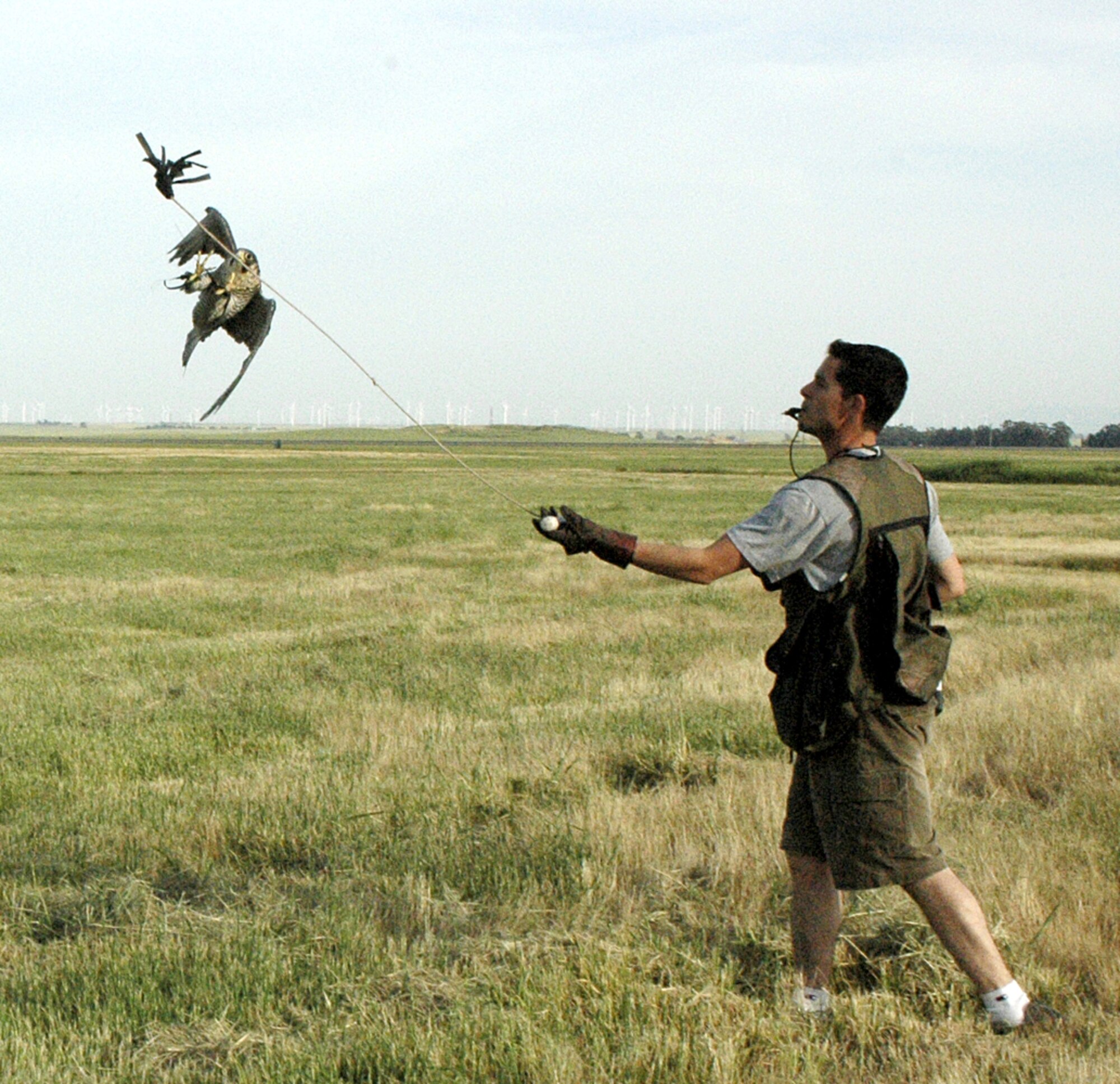 Mr. Mike Bierman takes his falcon, Sonjia, out for a practice flight at Travis Air Force Base, Calif. as part of the base's Bird/Wildlife Aircraft Strike Hazard program. Mr. Bierman has been a part of the base's program for more than six years and a falconer for more than 14 years. (U.S. Air Force photo/Staff Sgt. Raymond Hoy)