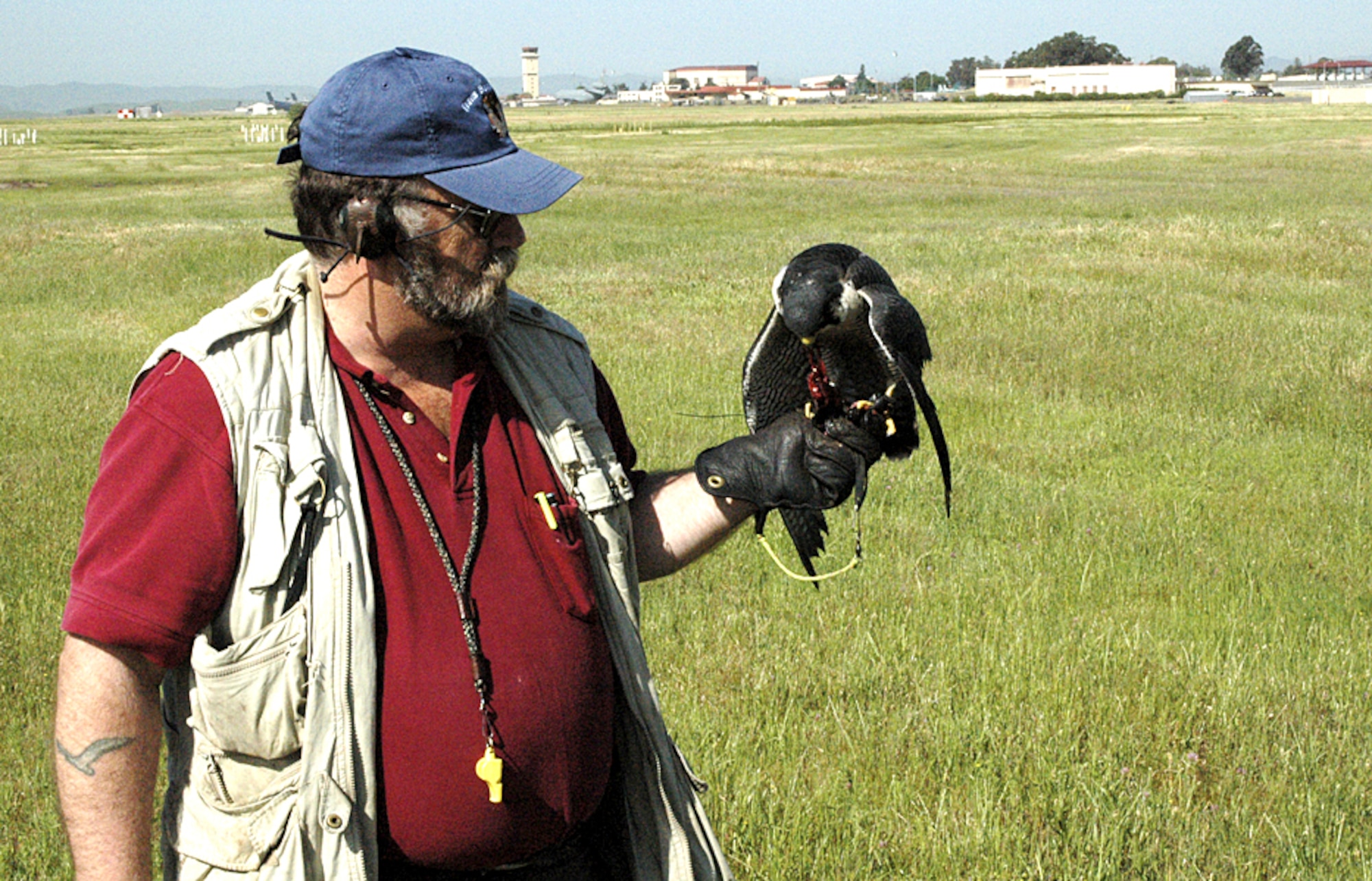 Mr. Greg Burdick gives his falcon, Austin, some quail after completing his practice flight at Travis Air Force Base, Calif. Both are a part of the base's Bird/Wildlife Aircraft Strike Hazard program. (U.S. Air Force photo/Staff Sgt. Raymond Hoy)