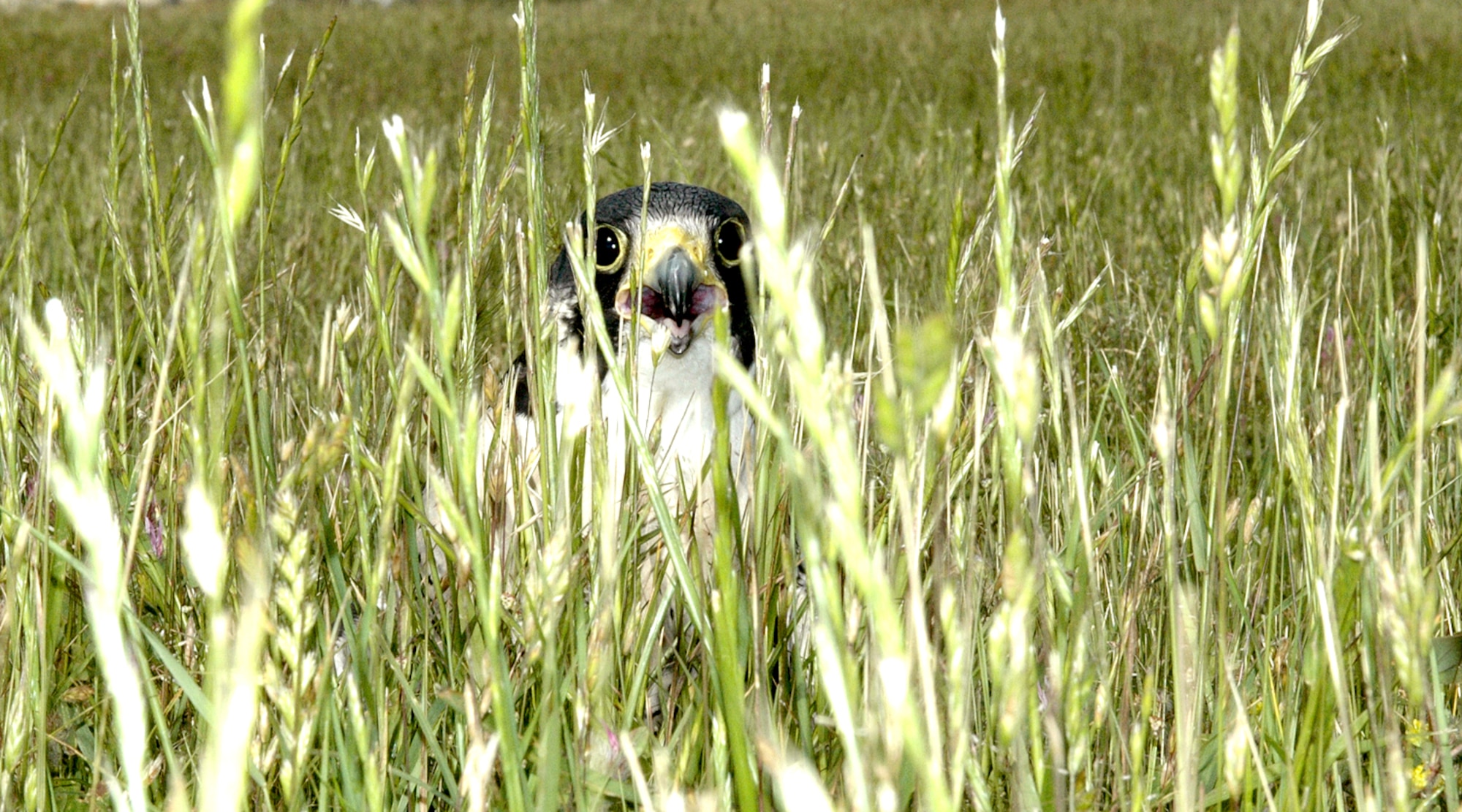 Austin takes a rest in the grass after his practice flight at Travis Air Force Base, Calif. Austin is a perrigrin falcon -- a local species -- and is a part of the base's Bird/Wildlife Aircraft Strike Hazard program. (U.S. Air Force photo/Staff Sgt. Raymond Hoy)