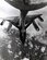 Convair B-58A refueled during Operation Heat Rise. (U.S. Air Force photo)
