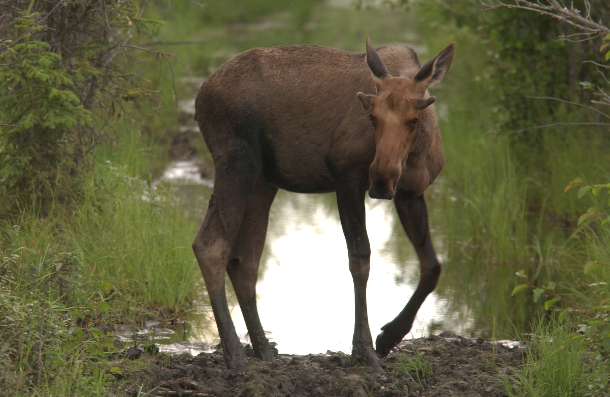 EIELSON AIR FORCE BASE, Alaska -- A male Alaskan moose grazes near Bear Lake here on 3 July. Male moose are not a common site on base, however Mother and baby moose are common sites for Eielson members this time of year and special care must be taken not to get between a mother and her baby as she will turn very violent.
(U.S. Air Force Photo by SSgt Joshua Strang)
