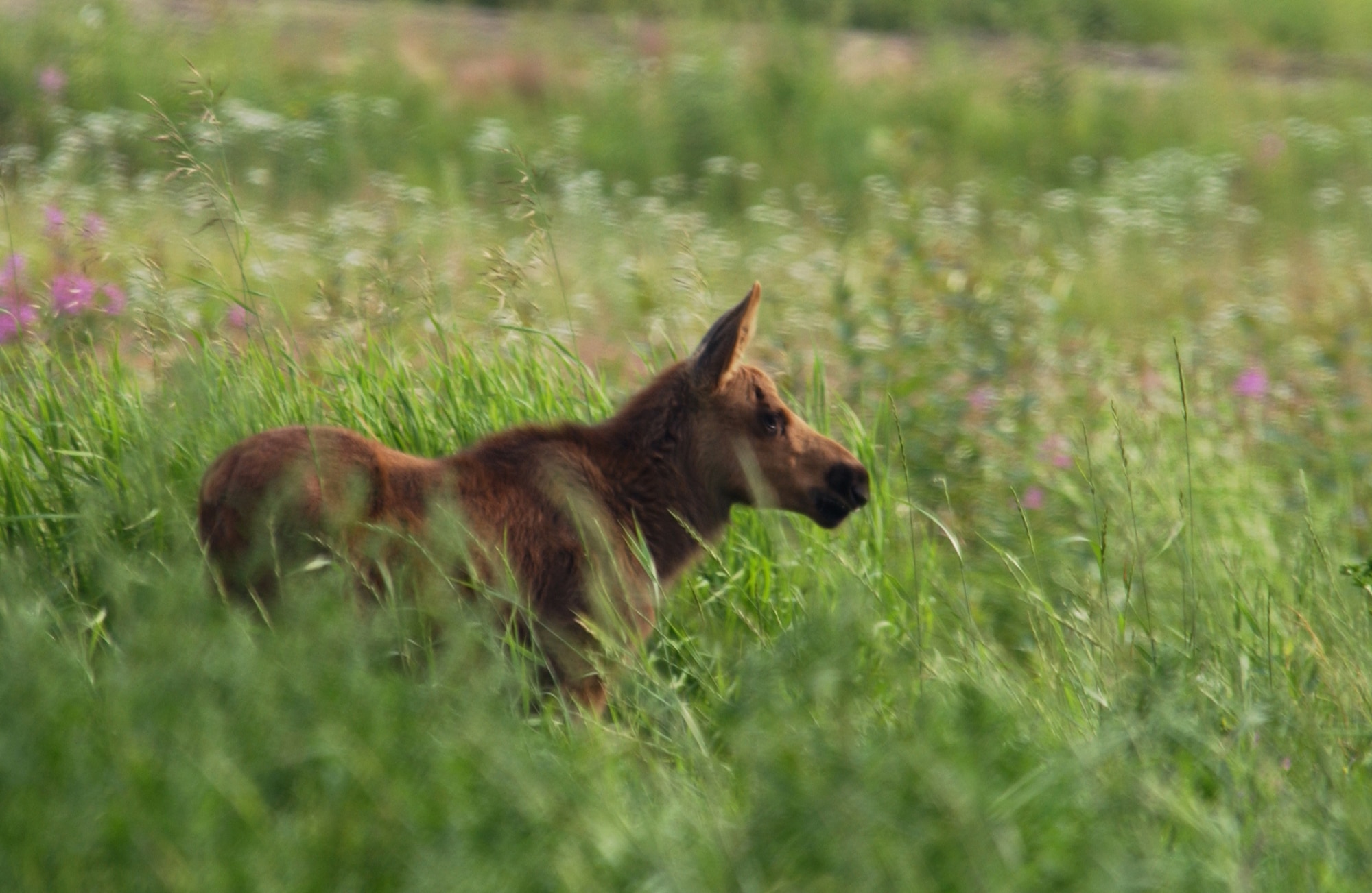 EIELSON AIR FORCE BASE, Alaska -- A young Alaskan moose grazes in a field next to the flightline here on 3 July. Mother and baby moose are common sites for Eielson members this time of year and special care must be taken not to get between a mother and her baby as she will turn very violent.
(U.S. Air Force Photo by Staff Sgt Joshua Strang)