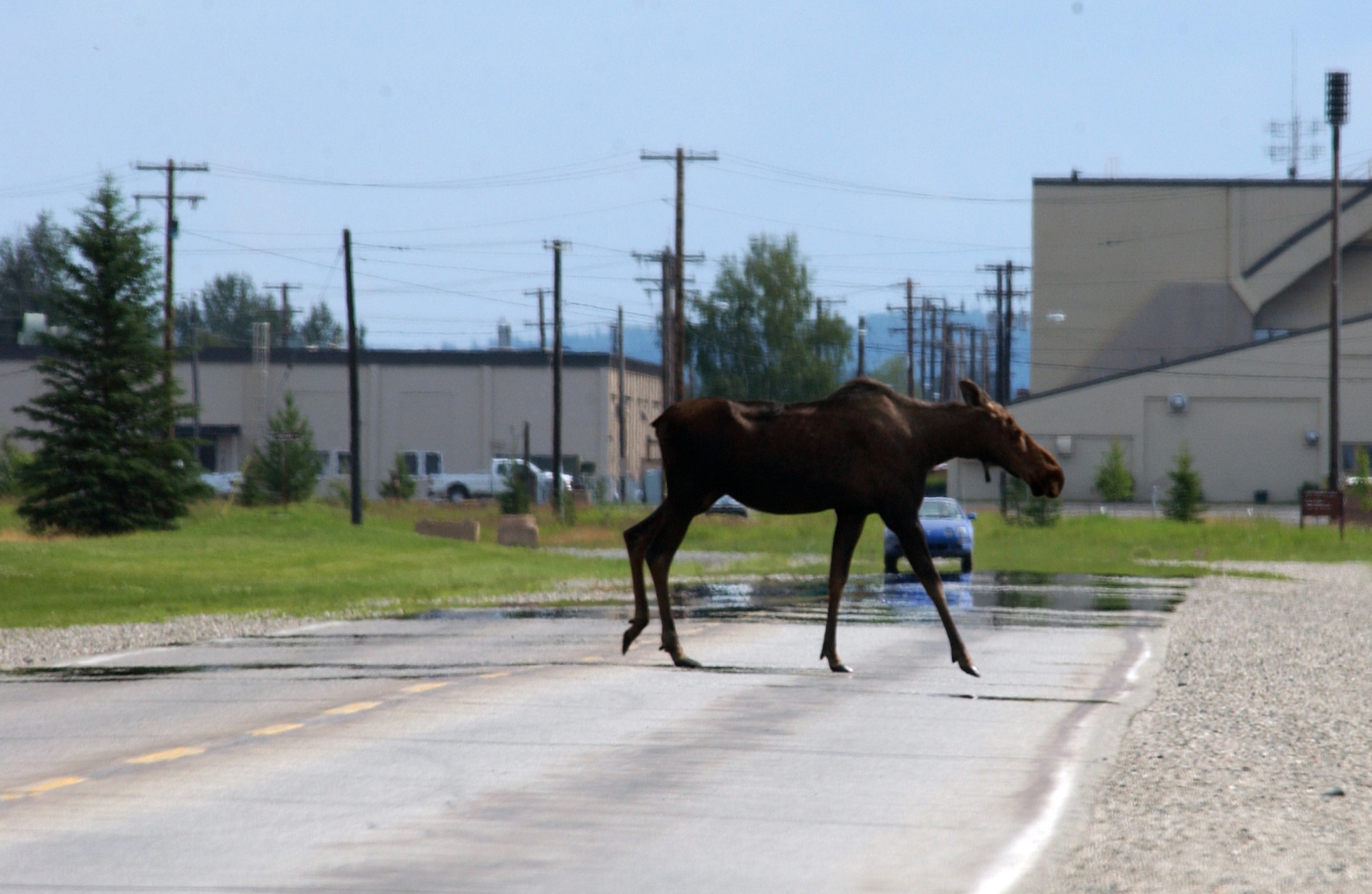 EIELSON AIR FORCE BASE, Alaska -- An Alaskan moose crosses the road by the flightline here on 3 July. Mother and baby moose are common sites for Eielson members this time of year and special care must be taken not to get between a mother and her baby as she will turn very violent.
(U.S. Air Force Photo by Staff Sgt Joshua Strang)
 