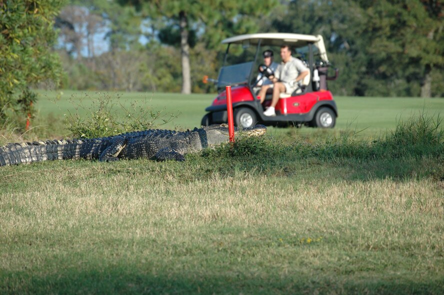 TYNDALL AIR FORCE BASE, Fla. --  An alligator basking in the sun is spotted by golfers on Pelican Point Golf Course Oct. 20. Warning signs posted around Tyndall inform people to be cautious around base wildlife. For more information, contact Natural Resources at 283-2641. (U.S. Air Force photo by Airman Glenn Moore)