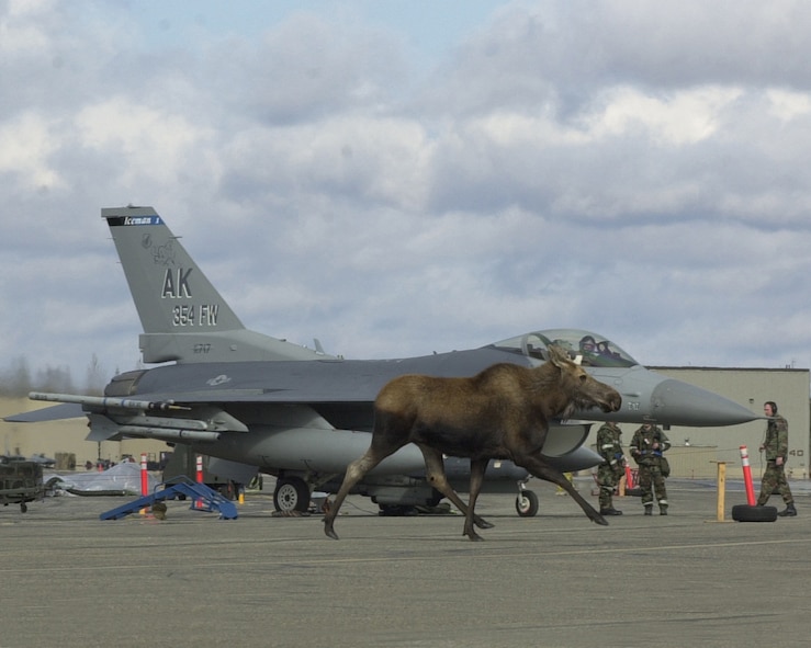 Moose on the Flightline
