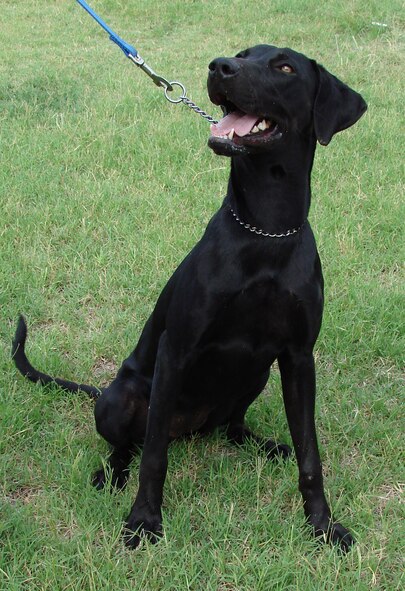 (Photo by Frank McIntyre) Fancy, a year-old retreiver mix, practices her take-me-home look as she waits for adoption from the Enid SPCA. The SPCA hosts an adoption fair 10 a.m. to 1 p.m. every Saturday so prospective new owners can meet dogs being kept at foster homes as well as those at the shelter.