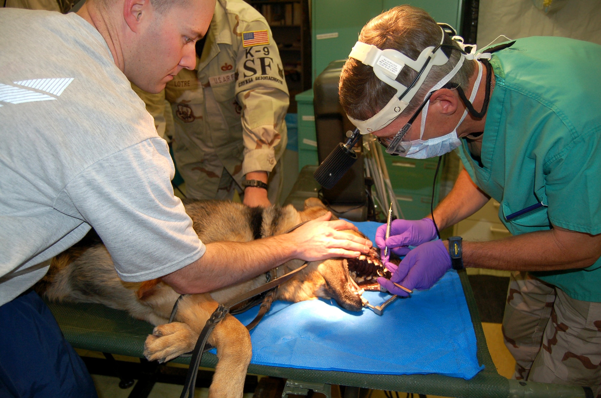 Staff Sgt. Ryan Craig comforts his military working dog, Bruno, while Col. (Dr.) Marcus Beyerle repairs Bruno's chipped tooth Nov. 18 at Manas Air Base, Kyrgystan. Sergeant Craig and Bruno, deployed from the 99th Security Forces Squadron at Nellis Air Force Base, Nev., have been working as a team two years; this is their first deployment together. Sergeant Craig is with the 376th Expeditionary Security Forces Squadron, and Colonel Beyerle is a 376th Expeditionary Medical Group dental surgeon, also deployed from Nellis AFB. As active-duty members, military working dogs are eligible for the same medical benefits as their two-legged partners. (U.S. Air Force photo/Capt. Christy Stravolo)
