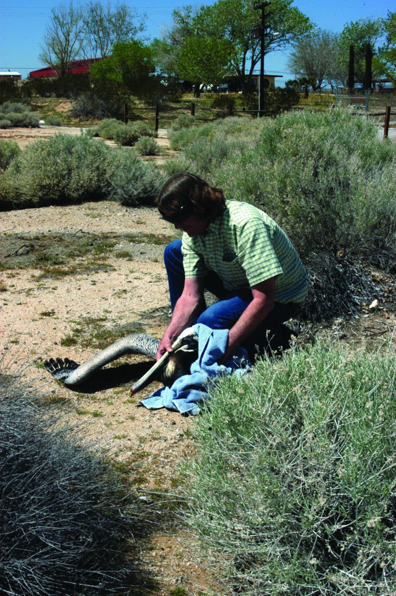 Mark Hagan, Edwards' Natural Resources manager, attends to an injured, rare brown pelican outside building 3502, April 12, 2006. The pelican was transported to the California Wildlife Center in Calabasas, Calif., for rehabilitation.  (Photo by Airman 1st Class Julius Delos Reyes)