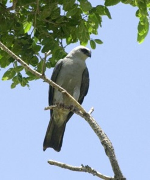 (Photo by Senior Airman Lynne Neveu) A Mississippi kite watches its territory here from a tree next to the base softball field recently. The kites generally nest in hardwood trees near the base park and softball fields