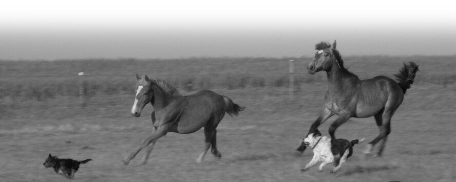 (Photo by Senior Airman Lynne Neveu) Sergeant Stein’s mustang yearlings race the family dogs in their pasture.  Adequate acreage and suitable fencing are important to the horses’ health and safety.
