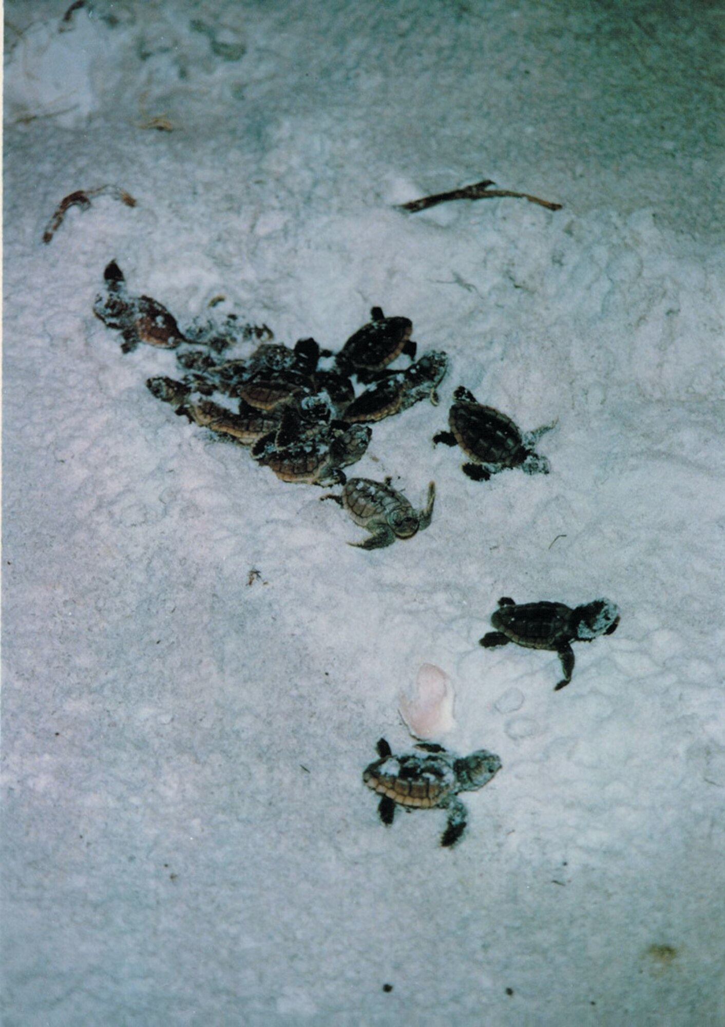 TYNDALL AIR FORCE BASE, Fla. --  An eruption takes place when the majority of the sea turtles in a clutch hatch at the same time and make their way to the ocean. (Courtesy photo)