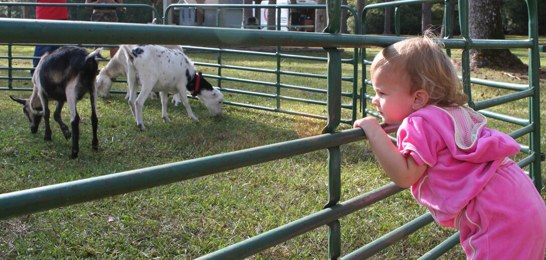 MARINE CORPS BASE CAMP LEJEUNE, N.C. ? A military family member holds onto a guardrail and looks at different farm animals at the fourth annual Harvest Festival held at Marston Pavilion, Oct. 19. The festival, sponsored by Marine Corps Community Services, is a time for Marines, sailors and their families to come out and enjoy the cool, crisp autumn weather and to take part in fun fall activities.