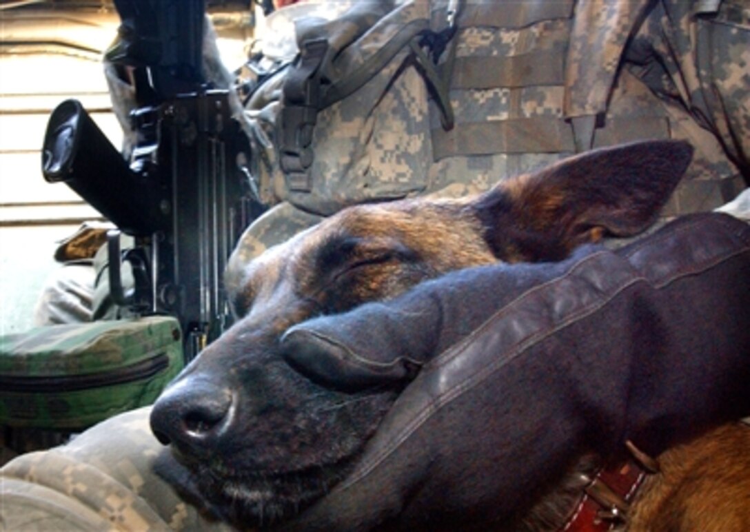 Olivia, a military working dog, sleeps next to her trainer inside a U.S. Army Stryker after a morning of vehicle searches in Mosul, Iraq, Oct. 20, 2006, in support of a joint mission. 