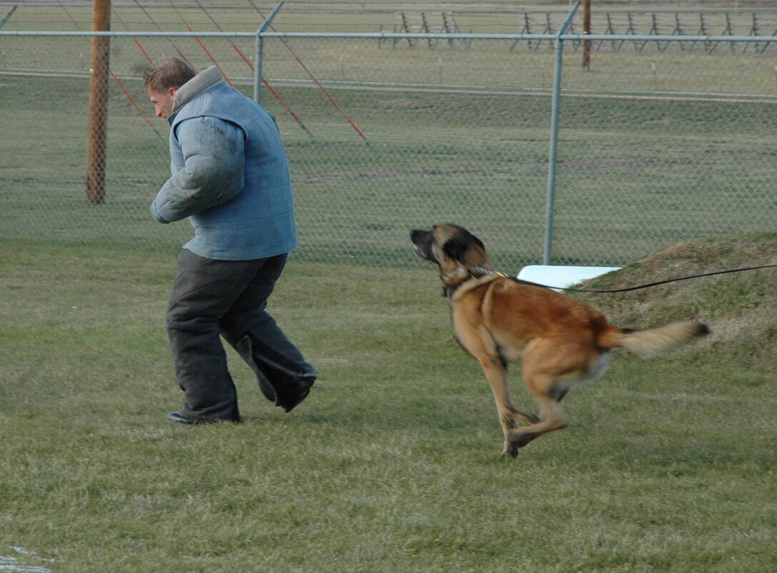 Chief Master Sgt. John Gillette, Ellsworth's command chief, demonstrates the futility of fleeing from security forces military working dog Marco. The command chief is sporting a bite suit to protect him from the dog's bite. Chief Gillette donned the suit during his visit with the 28th Security Forces Squadron oct 12th. (U.S. Air Force photo by Tech. Sgt. Steven Wilson)