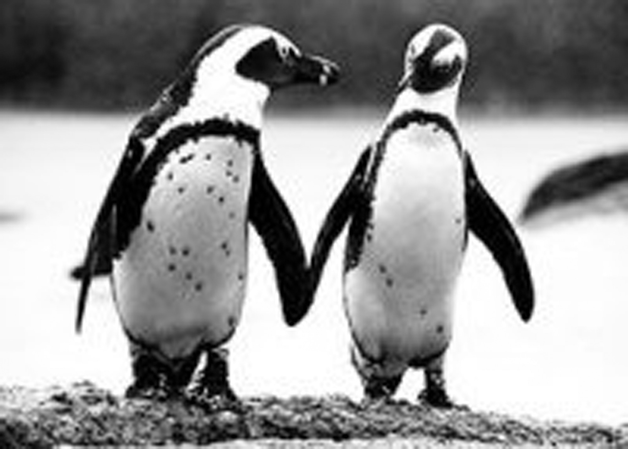 Some species of penguins are also monogamous mammals. They choose one mate, after a period of courting, which they mate with every year for the rest of their lives. (Courtesy photo)