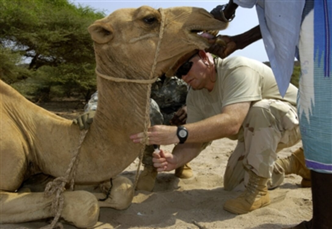 U.S. Army Capt. Dwayne Overby, with 96th Civil Affairs Battalion, gives a camel a shot during a veterinary civic action program in Guistir, Djibouti, Sept. 17, 2006, in support of Combined Joint Task Force - Horn of Africa. 