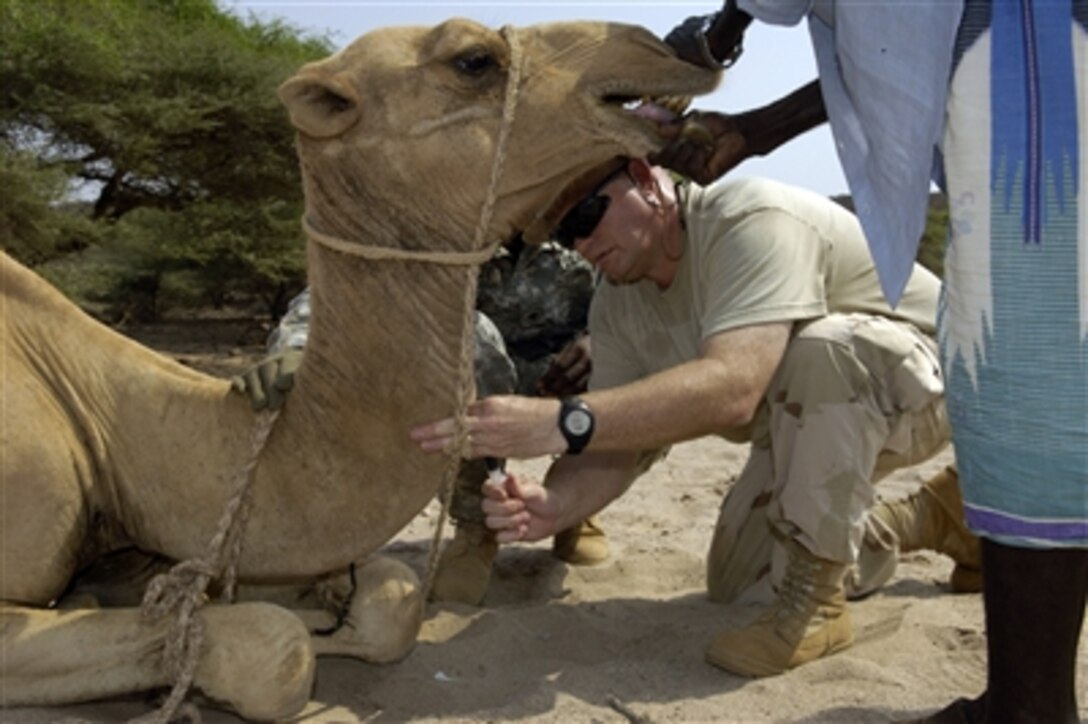 U.S. Army Capt. Dwayne Overby gives a camel an injection during a veterinary civic action program in Guistir, Djibouti, on Sept. 17, 2006, in support of Combined Joint Task Force - Horn of Africa.  Overby is assigned to the 96th Civil Affairs Battalion.  