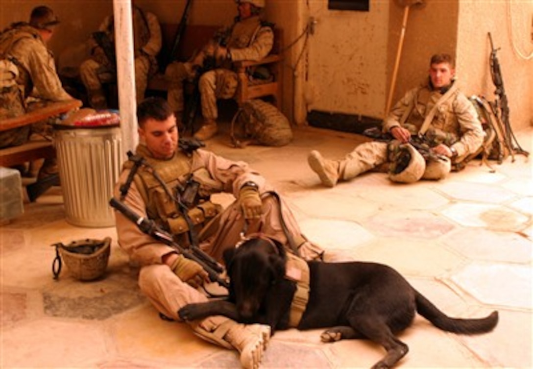 A U.S. Marine with Echo Company, 2nd Battalion, 5th Marine Regiment, takes a break with his military working dog during a patrol at Observation Post Falcon in in Ramadi, Iraq, April 6, 2007.  