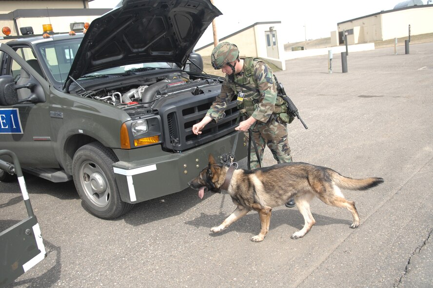 MINOT AIR FORCE BASE, N.D. -- Staff Sgt. Beau Hansen, 5th Security Forces Squadron military working dog handler, and Emax inspect a vehicle during an exercise here March 15.  Minot Air Force Base practices various exercises to prepare and deploy equipment and forces quickly. (U.S. Air Force photo by Airman 1st Class Cassandra Butler)