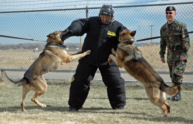 Rocky Northon, brother of Maj. John Northon,  90th SFS commander, gets first-hand experience of the power and discipline of Juma and Paco, 90th SFS working dogs. 