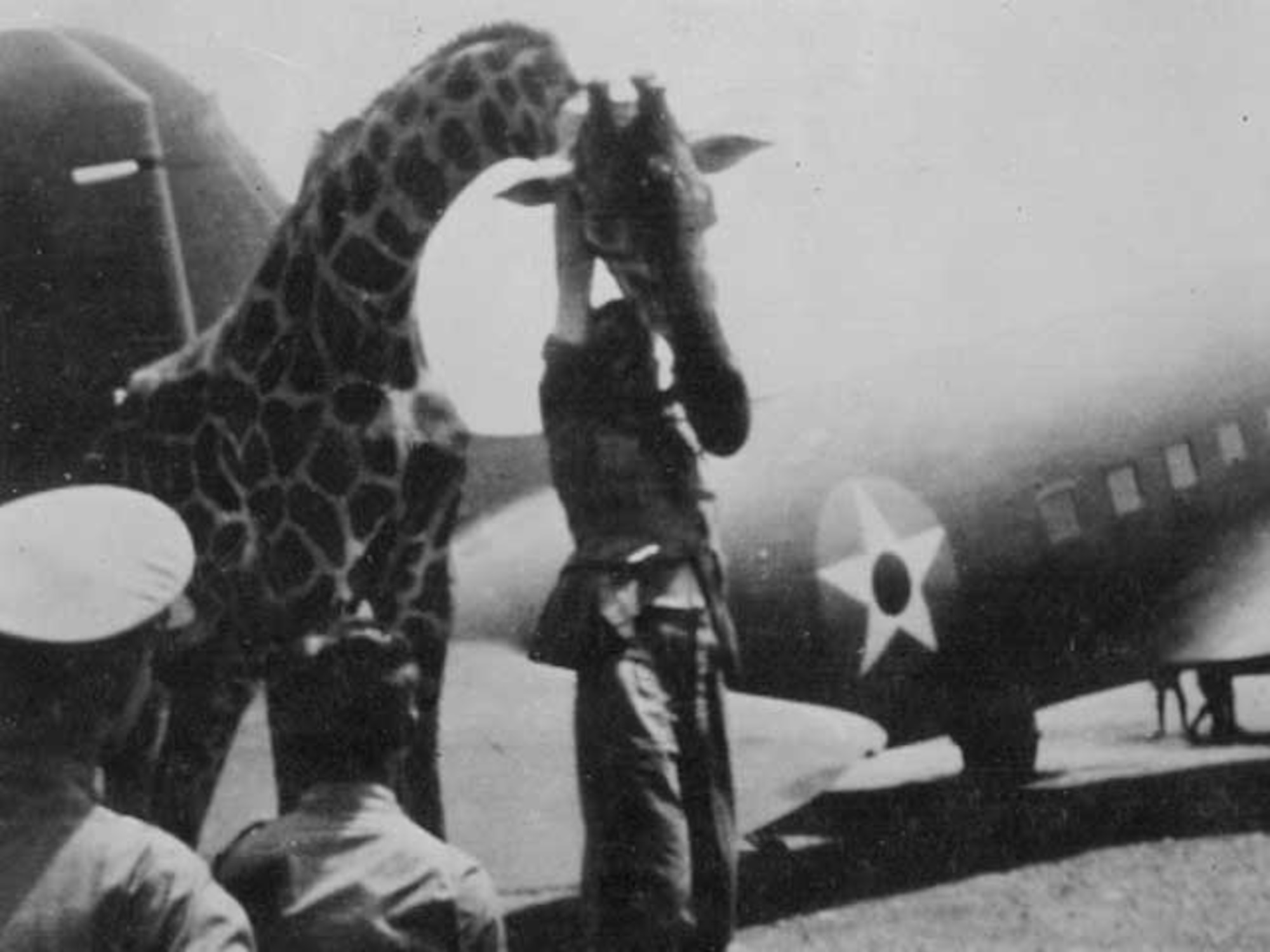 Transport plane that brought Doolittle raiders from China to India, with giraffe; (National Archives, US Navy 80-G-063589).