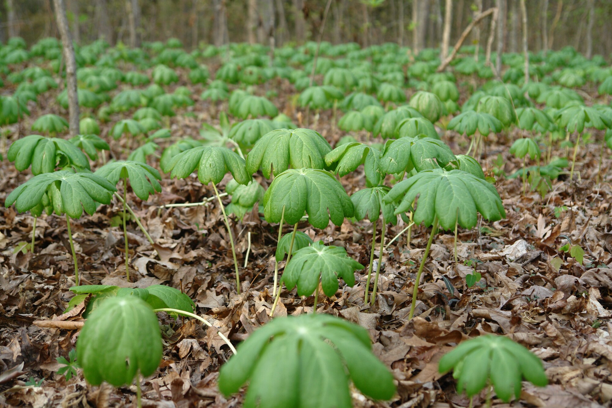 Mayapples near Sinking Pond at Arnold Air Force Base, Tenn., are a herbaceous perennial plant that blooms in late May. The name is misleading because the flower appears in early May, not the “apple,” which is not related to the fruit that bears the same name. All parts of the plant, except the fruit, are poisonous. The underground stem of the mayapple has been used for a variety of medicinal purposes, originally by Native Americans and later by other settlers.