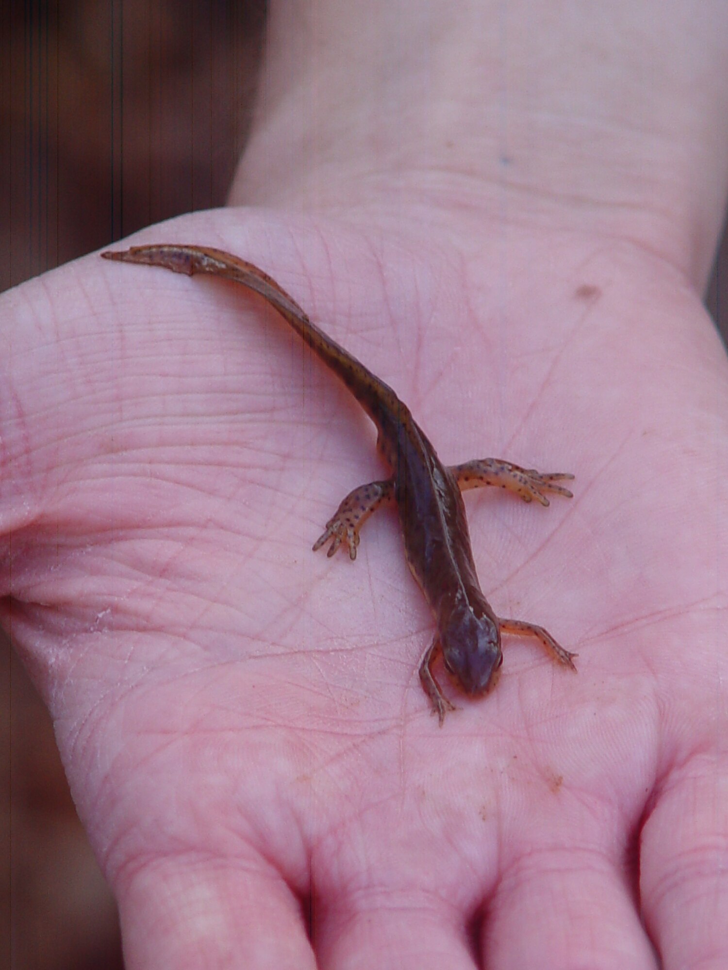 ATA Wildlife Ecologist Richie Wyckoff found this Eastern newt, a common salamander, predacious diving beetles (water beetle), two salamanders, a snake and a variety of plants to show base employees and members of the public during a walk as part of the base's Earth Day activities.  