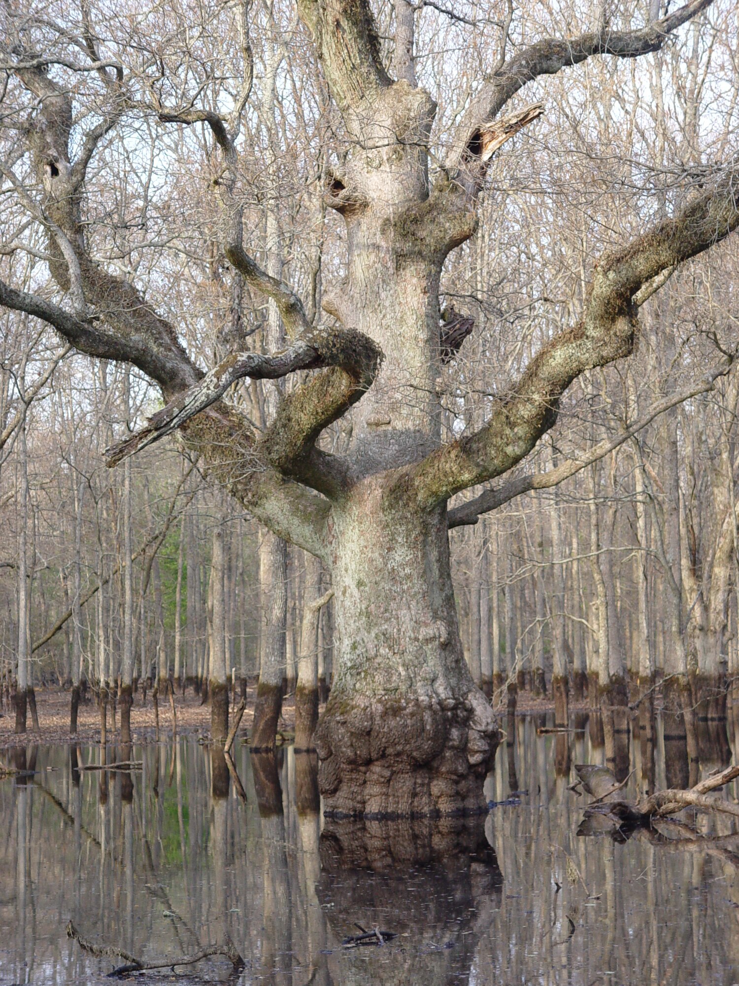The Overcup Oak is the predominant tree found in Sinking Pond at Arnold Air Force Base, Tenn.  These trees provide an ideal habitat for Great Blue Herons to build nests, mate and form one of the largest colonies in the state.