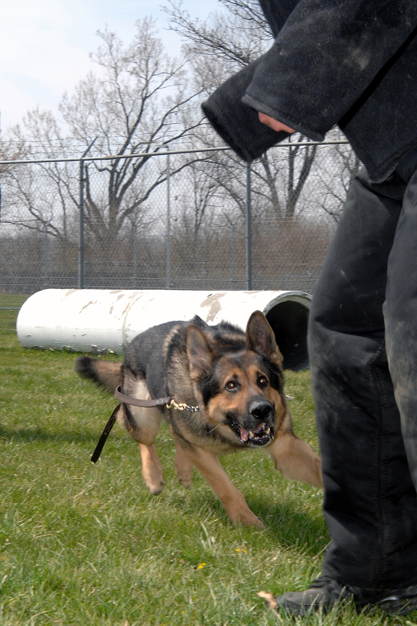 OFFUTT AIR FORCE BASE, Neb. -- Norman, a 55th Security Forces Squadron military working dog, sees his target and prepares to attack during training held on April 17. The Offutt K-9 unit performs regular training to maximize the dogs’ effectiveness in the field. (U.S. Air Force Photo by Josh Plueger)