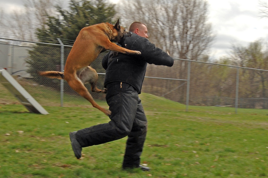 OFFUTT AIR FORCE BASE, Neb. -- Bellevue Officer Jim Bartley, gets pounced on by Leda, a Lavista Police Dog, during a routine joint training with Offutt handlers and military working dogs on April 10. (U.S. Air Force Photo by Josh Plueger)