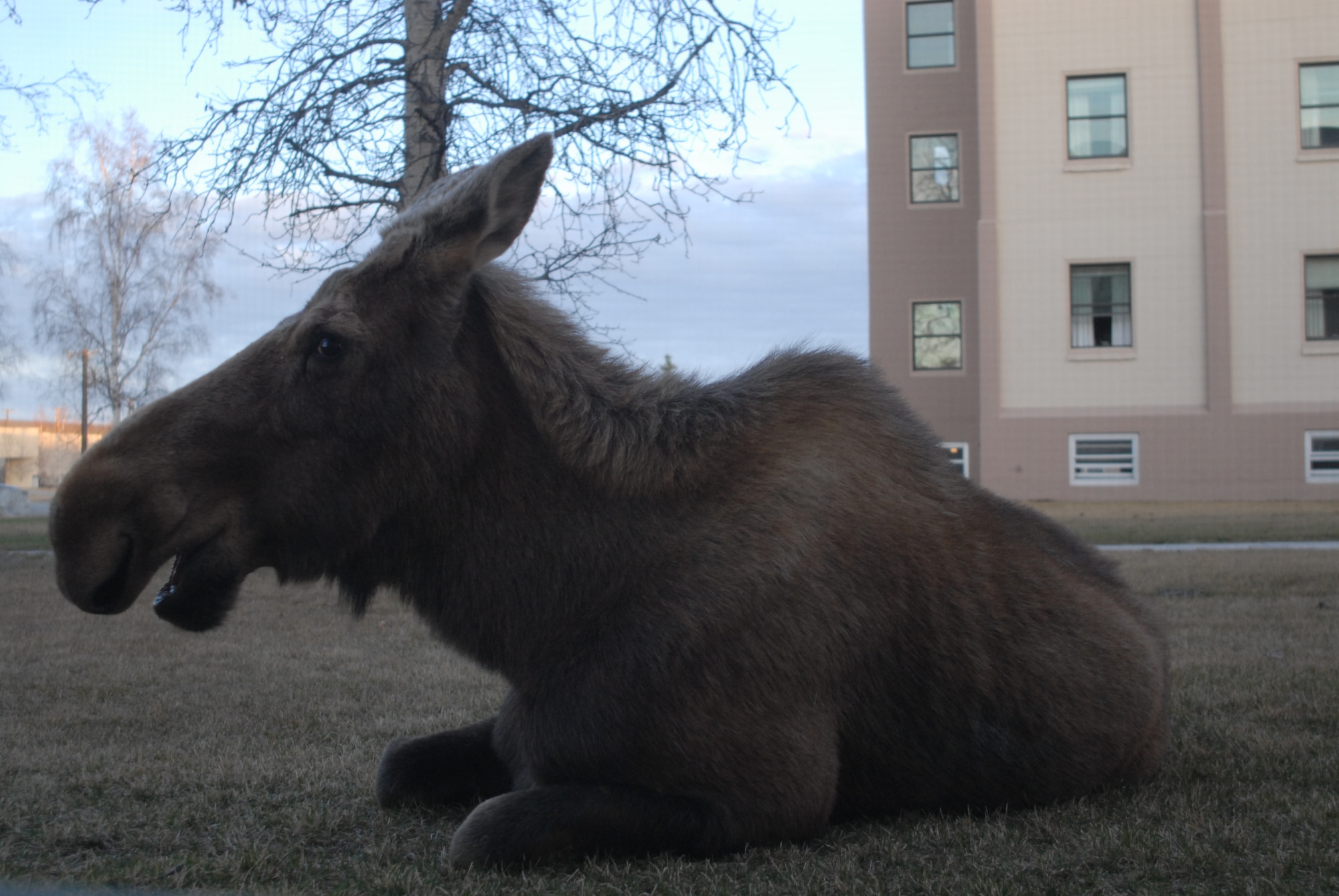 EIELSON AIR FORCE BASE, Alaska -- An Alaskan Moose beds down beside dorm 2333 on April 29. Moose are common sites on Eielson this time of year and special care must be taken not to get between a mother and her baby as she will turn very violent. (U.S. Air Force Photo by Airman 1st Class Jonathan Snyder) 