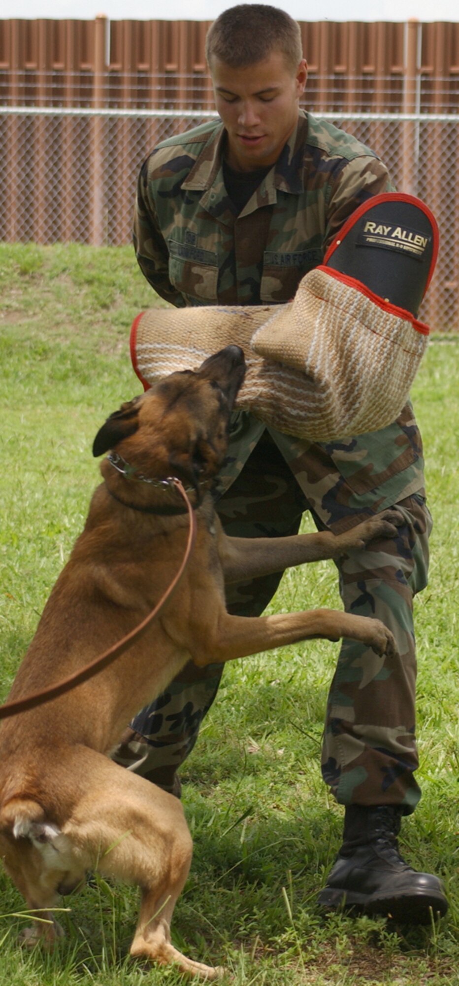 Cadet 2nd Class Nick Lank-ford learns how military working dogs are trained with Carlos as he shadows 1st Lt. Schneider Rislin, 81st Security Forces Squadron.  (U.S. Air Force photo by Kemberly Groue)