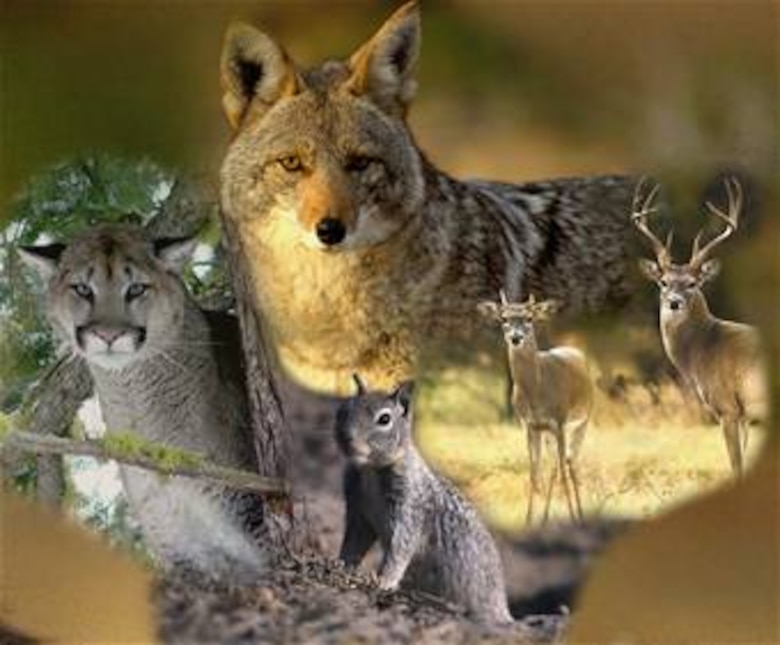 Many animals are becoming. The natural World Wildlife