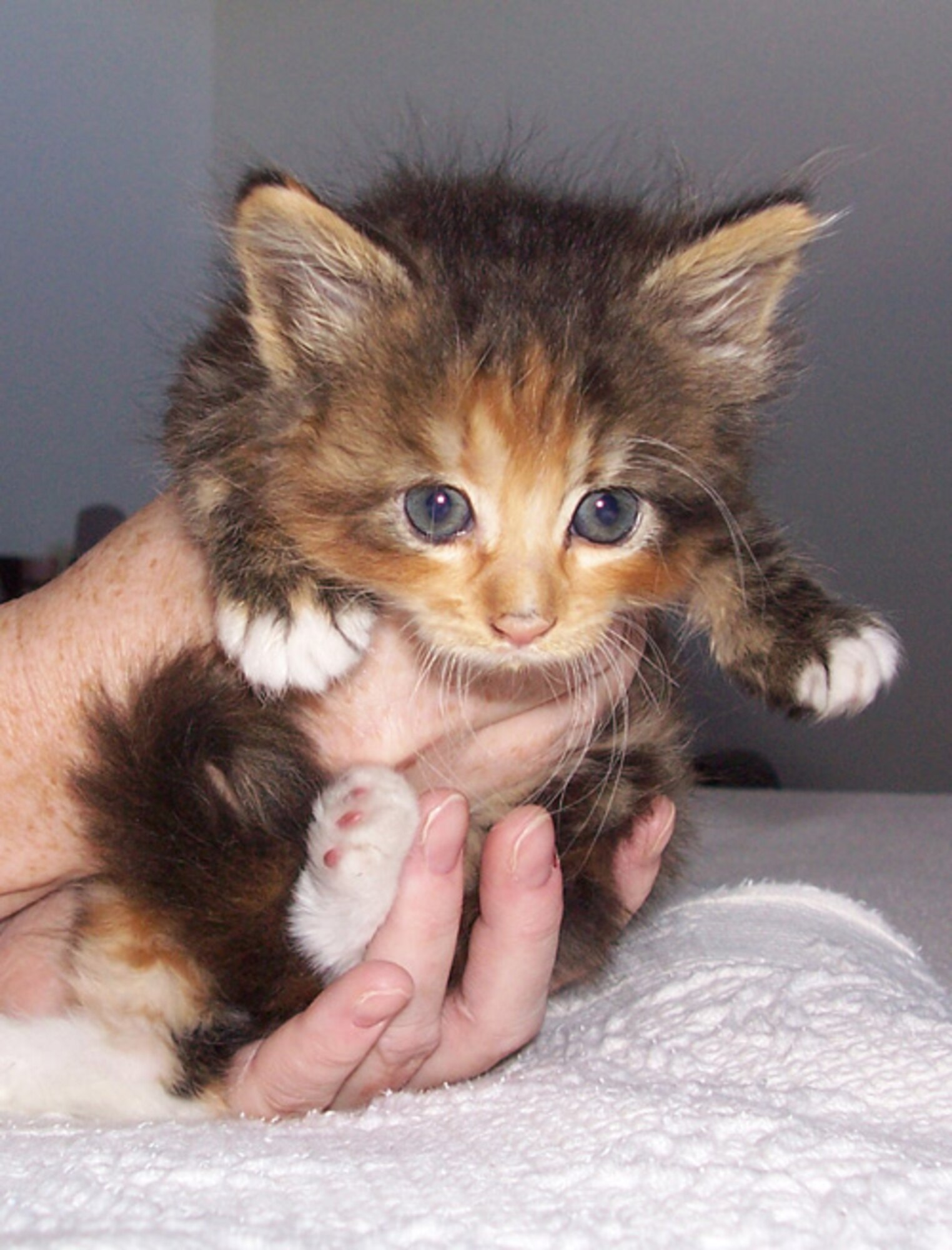 CANNON AIR FORCE BASE, N.M. -- The kitten was found at the base chapel.  It is currently being cared for by Tech. Sgt. Amy Bengry until a permanent home can be found.  If you are interested in adopting this little guy, please contact Sergeant Bengry at 784-2919.(courtesy photo)  