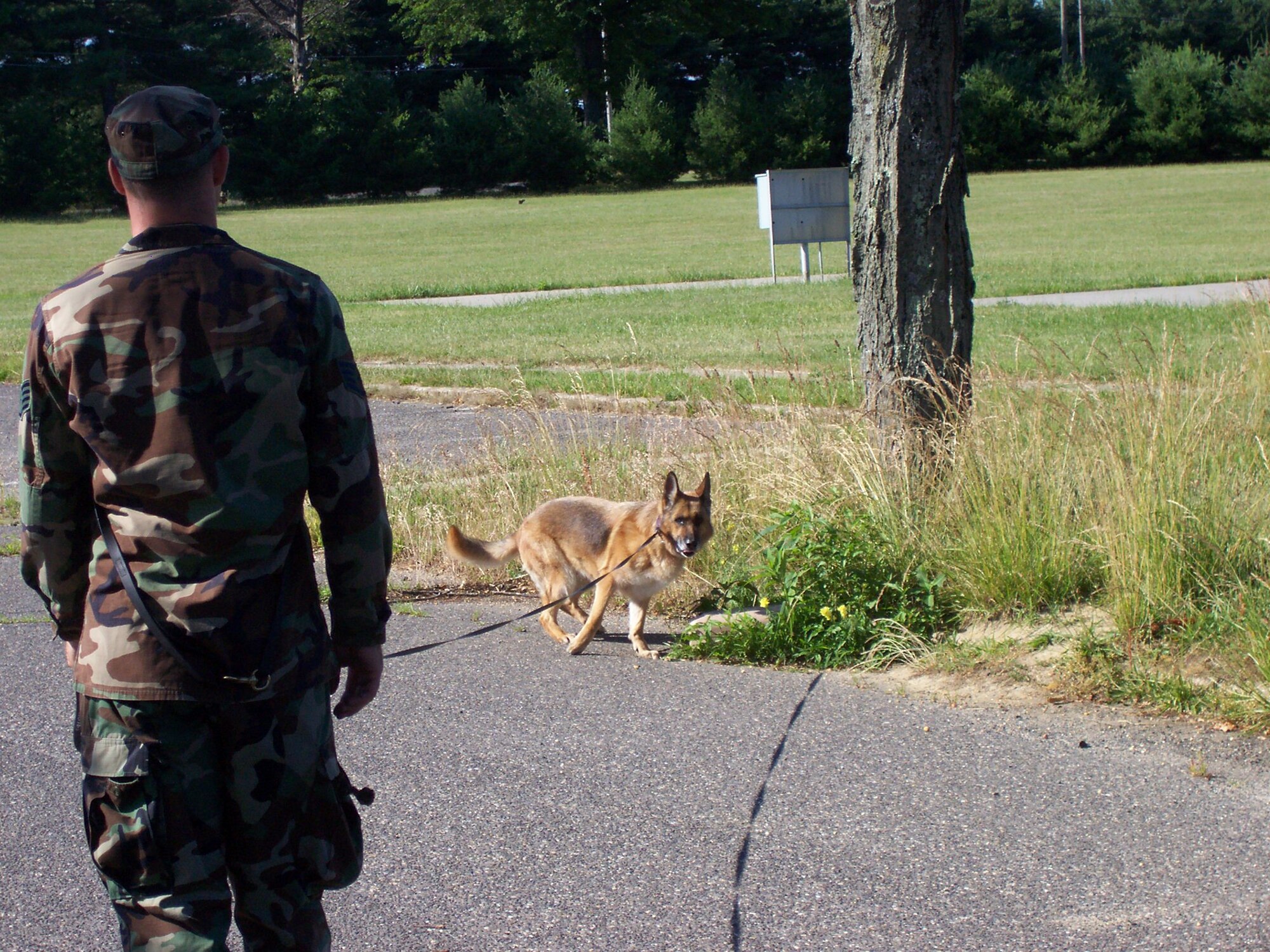 Military working dog, Borek, 319th Security Forces Squadron, Grand Forks Air Force Base, N.D., detects a training aid in a field near a road at Fort Dix, N.J.  The dog and handler, Staff Sgt. Mark Ochoa, also from 319th SFS, participated in explosive detection training as part of the U.S. Air Force Expeditionary Center’s Phoenix Warrior 07-5 Course in June. (U.S. Air Force Photo/Tech. Sgt. Jeffrey Dean)
