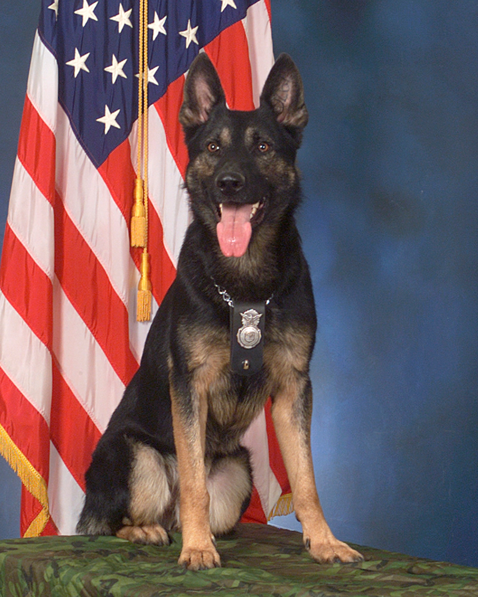 HANSCOM AFB, Mass. -- Military Working Dog Cody will retire in a ceremony Aug. 10. (Air Force photo by Linda LaBonte Britt)