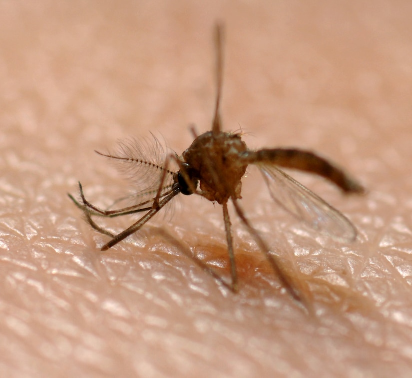 The West Nile Virus was isolated in 1937 and is transmitted to humans through the bite of infected mosquitoes. The disease usually causes a mild inflammation of the brain, accompanied by fever, headache, body aches, vomiting, skin rash and swollen lymph glands. However, the vast majority of people develop no symptoms. (U.S. Air Force photo by Airman 1st Class Tim Chacon)