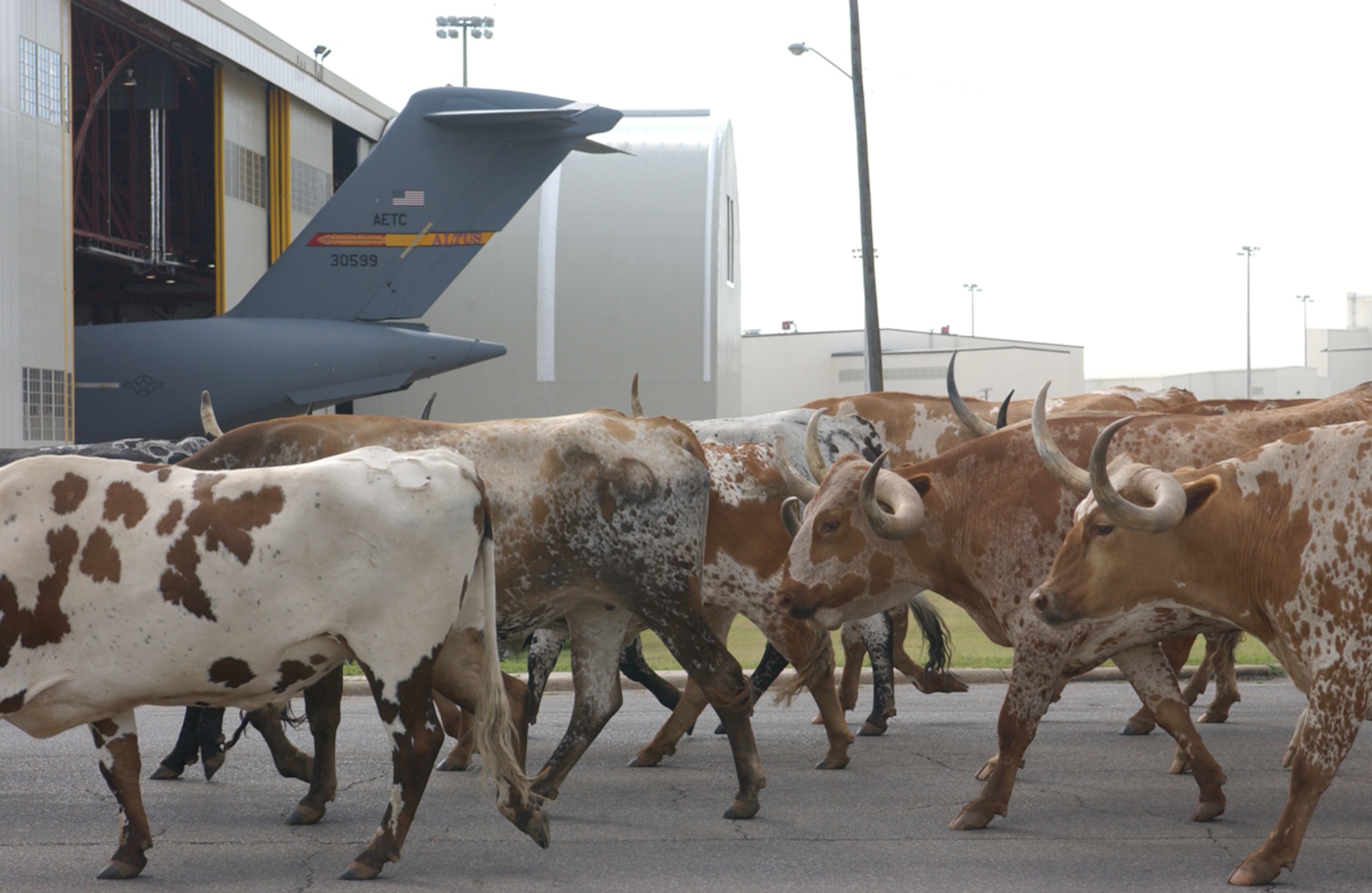 Longhorn steer stampede through Altus Air Force Base, Okla., perhaps in hope of receiving flight training. Local ranchers drive the longhorn cattle through Altus Air Force Base every year for Airmen and their families to view, kicking off the Annual Great Plains Stampede Rodeo in Altus. 