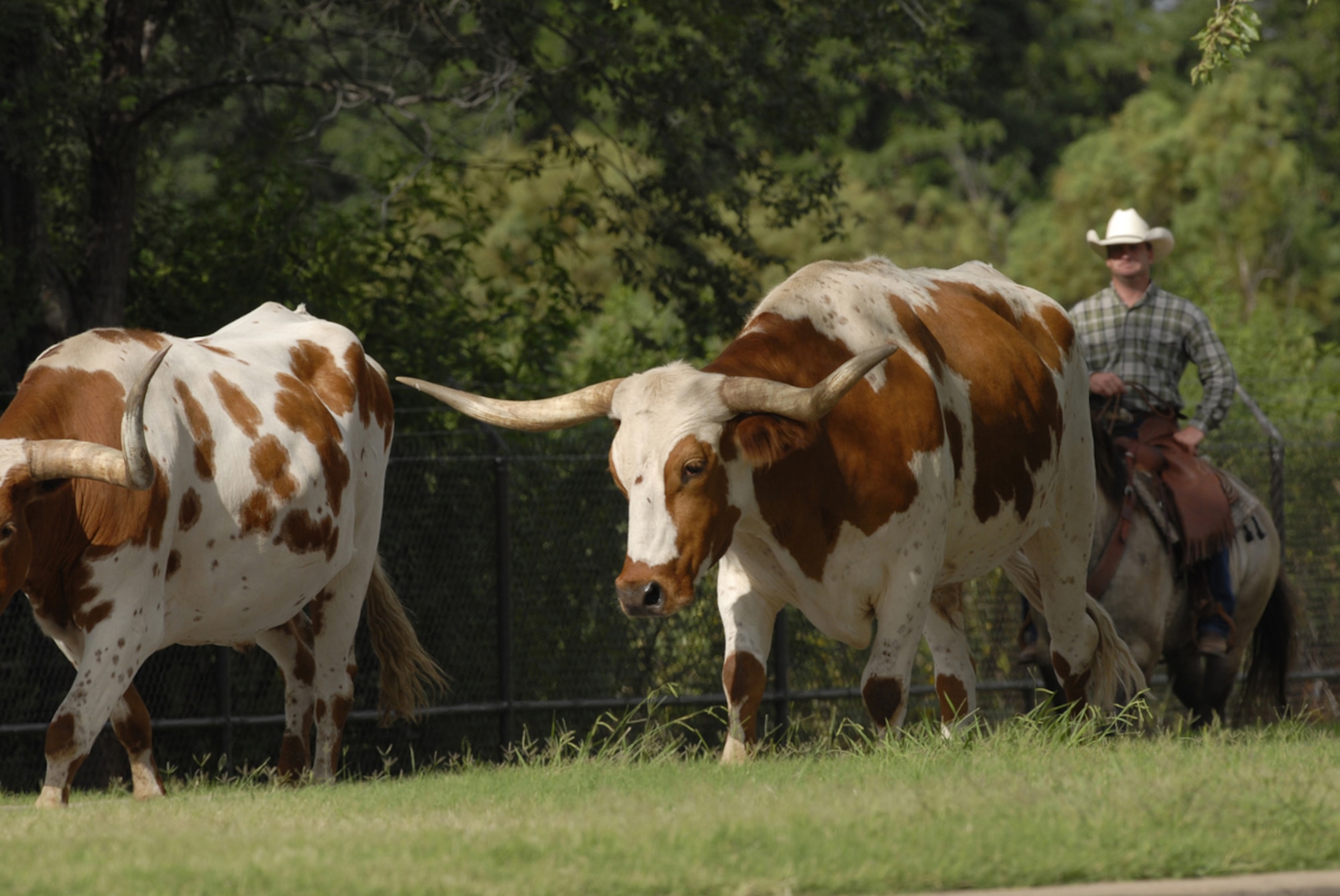 97th Air Mobility Wing leadership and local cowboys and cowgirls round up and drive Longhorn steer through Altus Air Force Base, Altus, Okla., during the annual base cattle drive Aug. 23, 2007.  (U.S. Air Force photo/Senior Airman Joshua DeMotts)
