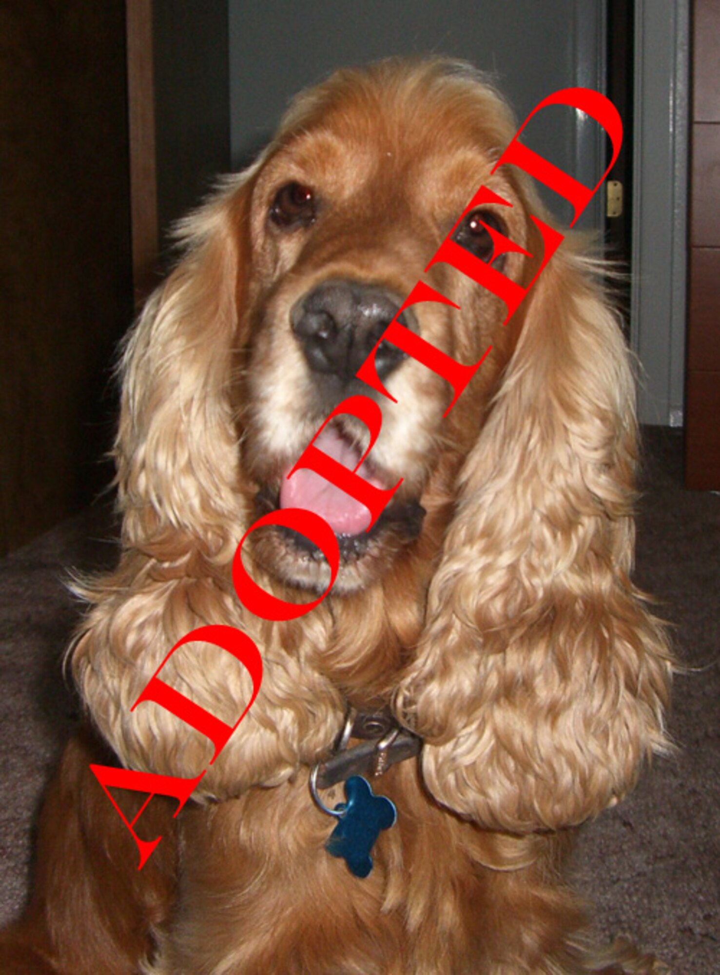 CANNON AIR FORCE BASE, N.M. -- George is a 5 1/2 years old, English Cocker
Spaniel. His shots are current and he is micro-chipped. He is In need of a good
home, preferably without small children. Interested individuals can contact
Tech. Sgt. Vanessa King at 219-9549. (courtesy photo)