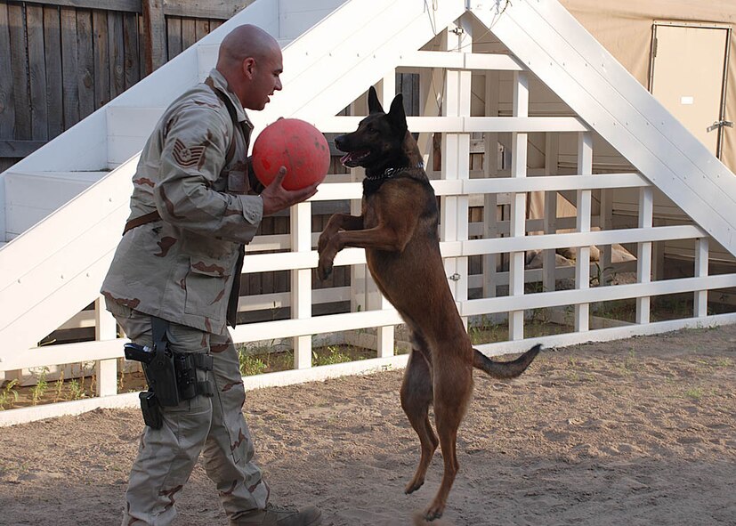 SOUTHWEST ASIA --Tech. Sgt. John Mascolo and his K-9 partner Diego enjoy playing ball after running the obedience course at Manas Air Base, Kyrgyz Republic. Sergeant Mascolo and Diego are assigned to the 376th Expeditionary Security Forces Squadron and are deployed from Misawa Air Base, Japan's, 35th Security Forces Squadron's K-9 unit. (U.S. Air Force photo by Staff Sgt. Les Waters) 