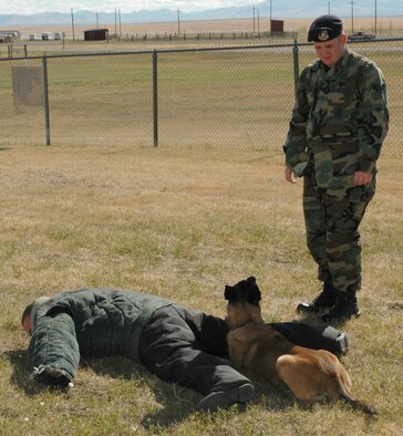 Senior Airman Brian Tarantella, 341st Security Forces Squadron military working-dog handler, works with his dog, Brenda, and Staff Sgt. Josh Lewis during a suspect-search exercise at the Military Working Dog facility at Malmstrom Air Force Base. Sergeant Lewis was instructed to stay still so Airman Tarantella could search him; Brenda was instrusted to guard him. In the event Sergeant Lewis moves, Brenda will bite him and not let go until Airman Tarantella gives her the command to release. (U.S. Air Force photo by Airman 1st Clas Dillon White)