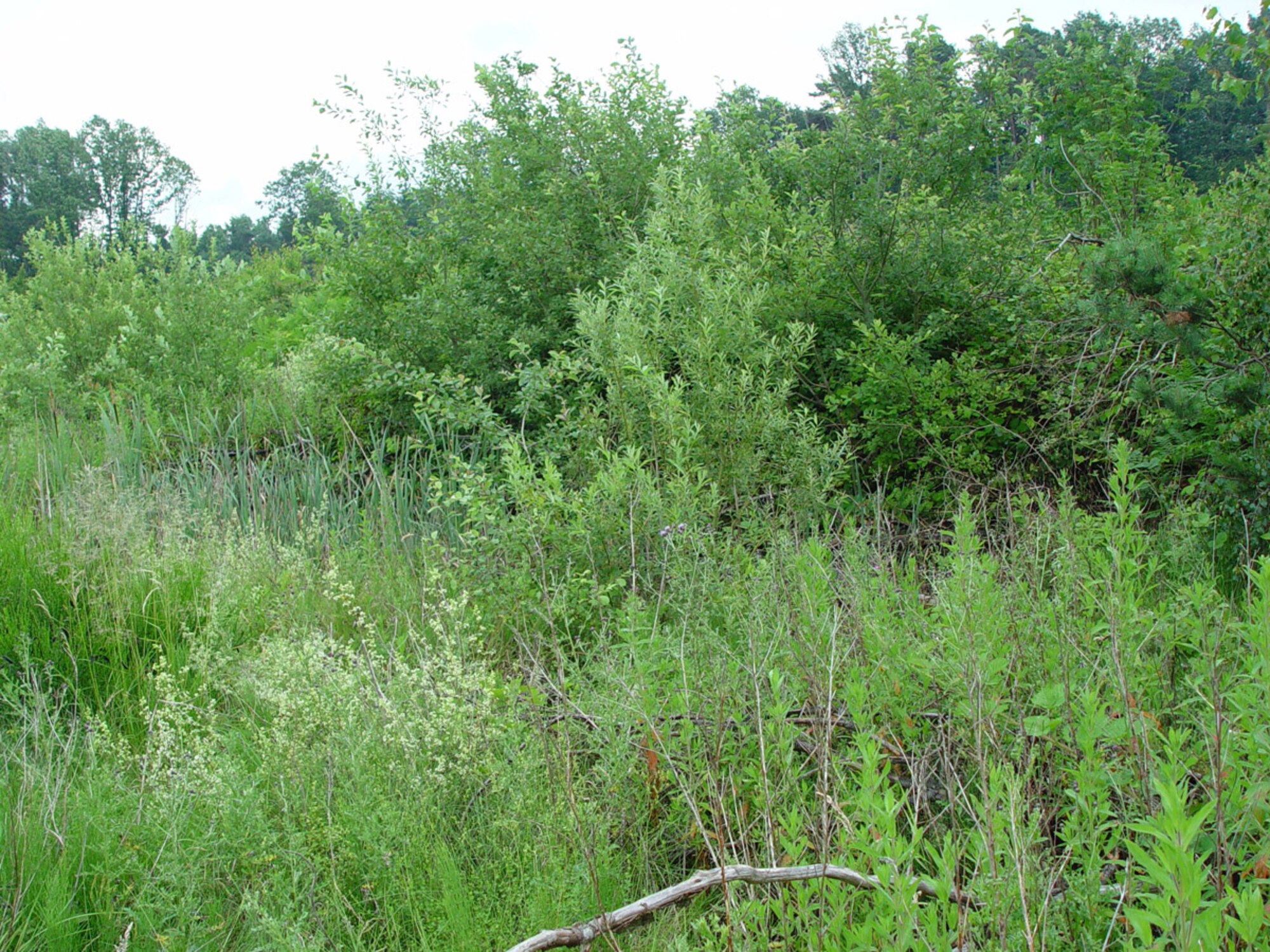 SPANGDAHLEM AIR BASE, Germany – Trees, branches, blackberry bushes and other shrubbery cover an area on base near the flightline where a pond used to be. This “before” picture was taken June 20. Since then, Spangdahlem’s Boy Scout Troop 165 worked two consecutive weekends to remove the debris to make a home for wildlife. (U.S. Air Force photo/Master Sgt. Kyle Thomas)   